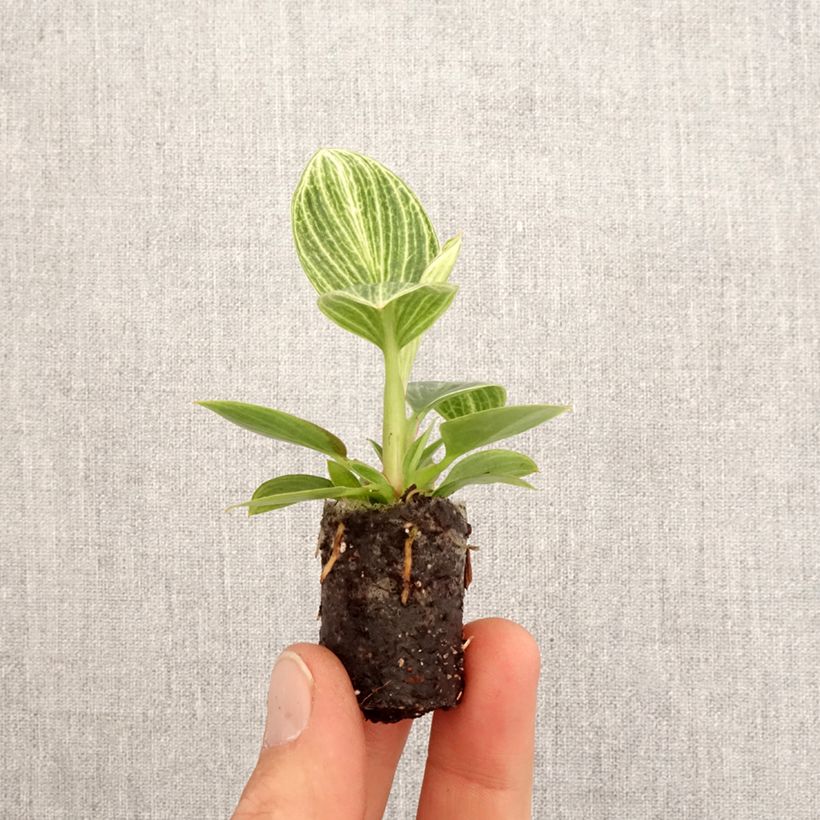 Philodendron Birkin Ribbon - Filodendro Mini-plante Ejemplar entregado en la primavera