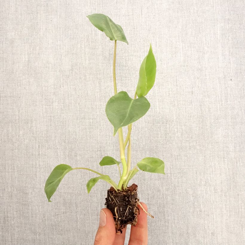 Philodendron burle-marxii - Mini-motte Ø 3/4 cm Ejemplar entregado en la primavera