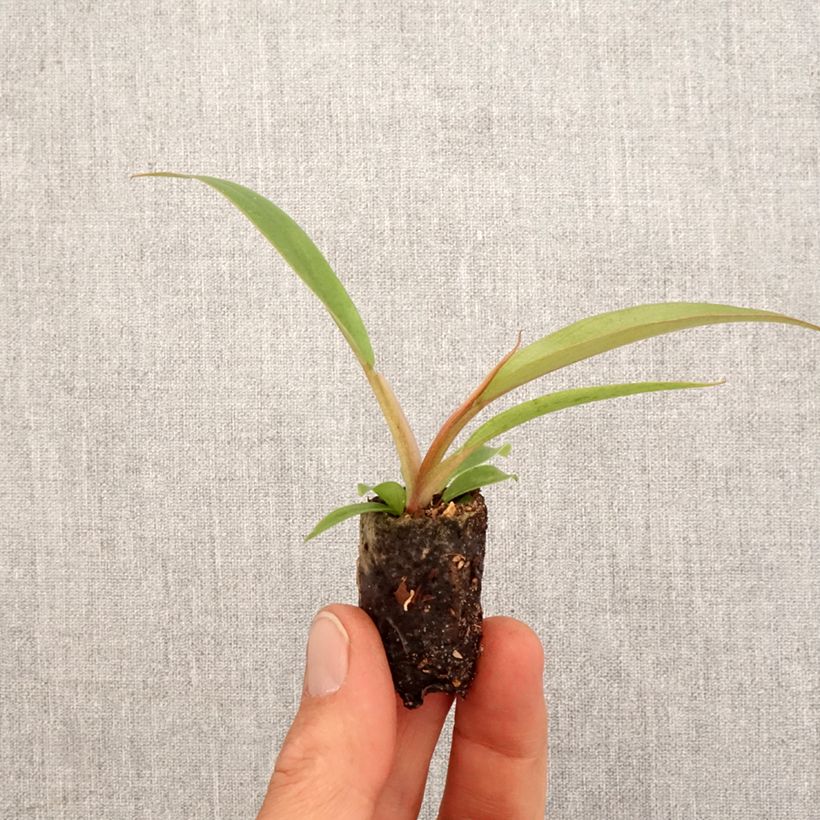 Philodendron Caramel Pluto - Filodendro Mini-plante Ejemplar entregado en la primavera