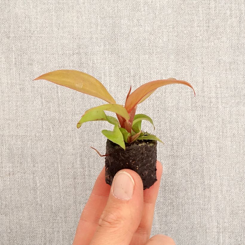 Philodendron Cherry Red - Mini-motte Ø 3/4 cm Ejemplar entregado en la primavera