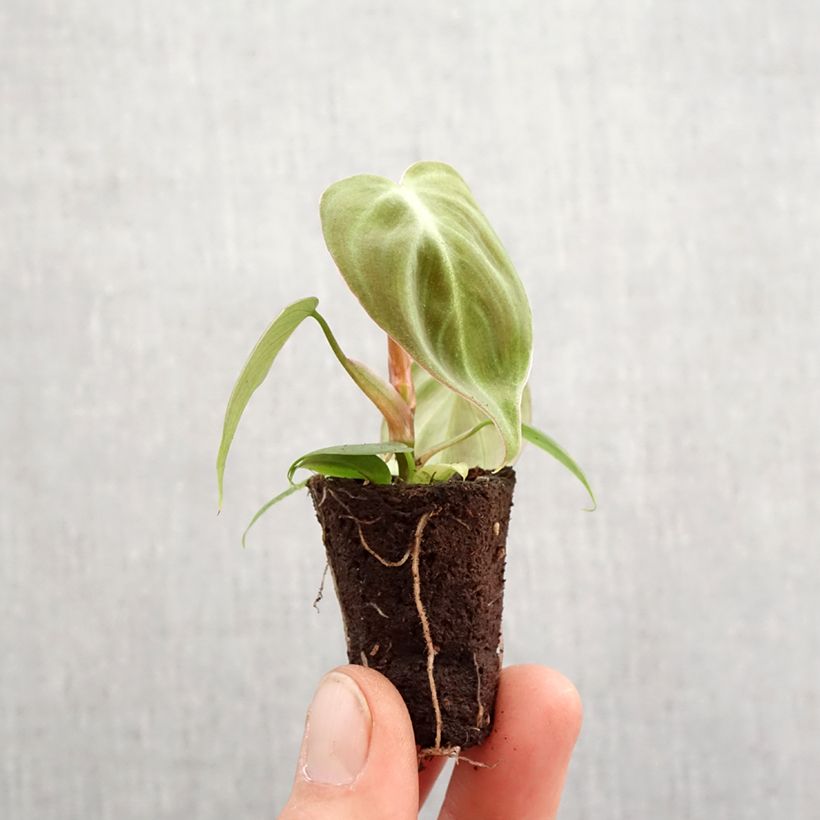 Philodendron El Choco Red - Motte 5 cm x 7 cm Ejemplar entregado en la primavera