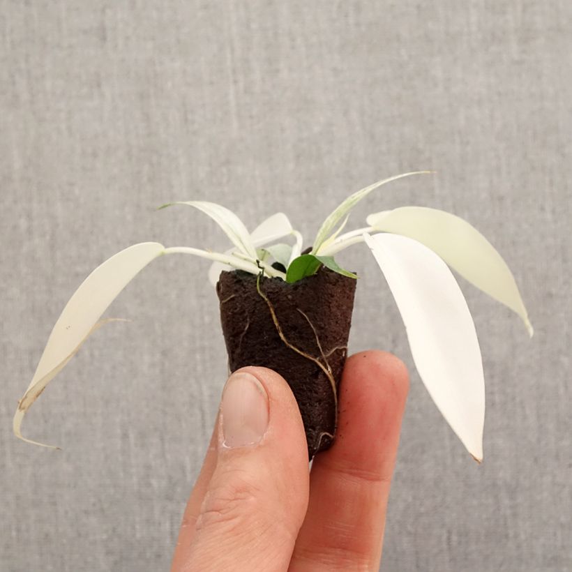 Philodendron Florida Ghost - Mini-motte Ø 3/4 cm Ejemplar entregado en la primavera