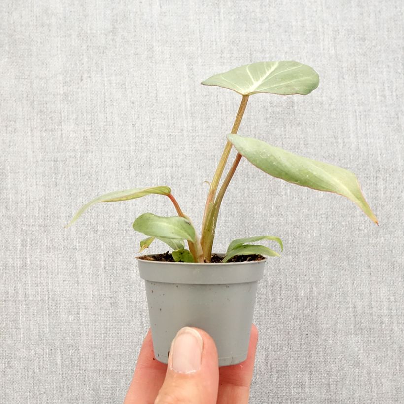 Philodendron gloriosum - Filodendro Mini-plante Ejemplar entregado en la primavera