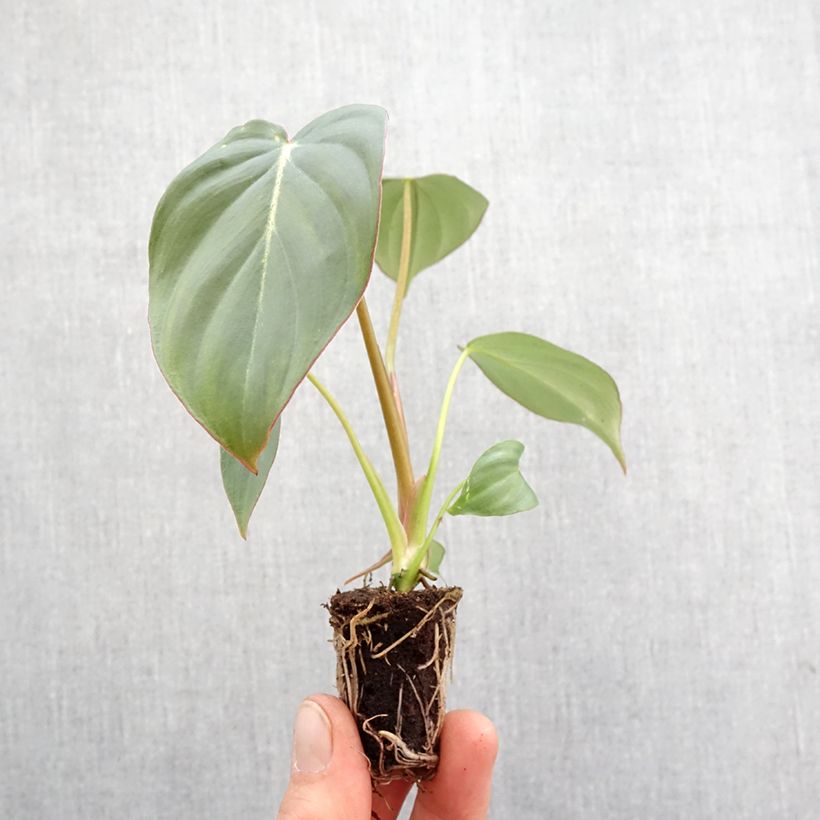 Philodendron gloriosum - Mini-motte Ø 3/4 cm Ejemplar entregado en la primavera