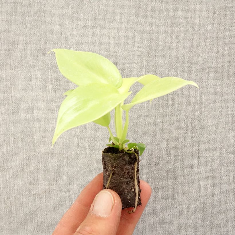 Philodendron Golden Violin - Filodendro Mini-plante Ejemplar entregado en la primavera