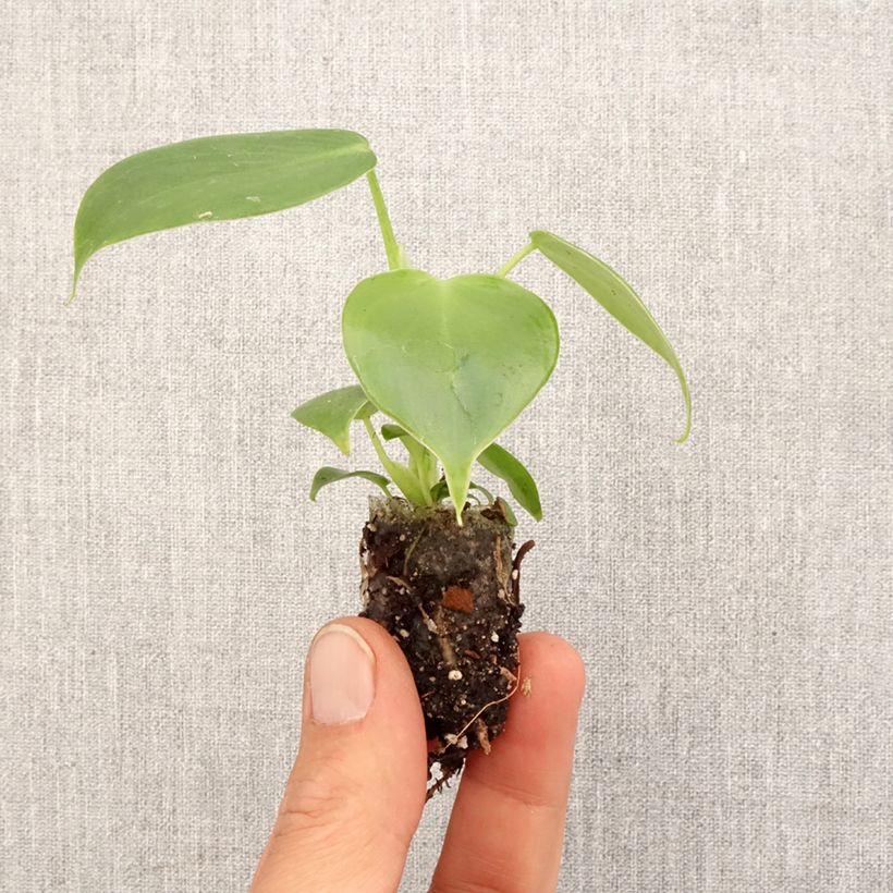 Philodendron grazielae - Mini-motte Ø 3/4 cm Ejemplar entregado en la primavera