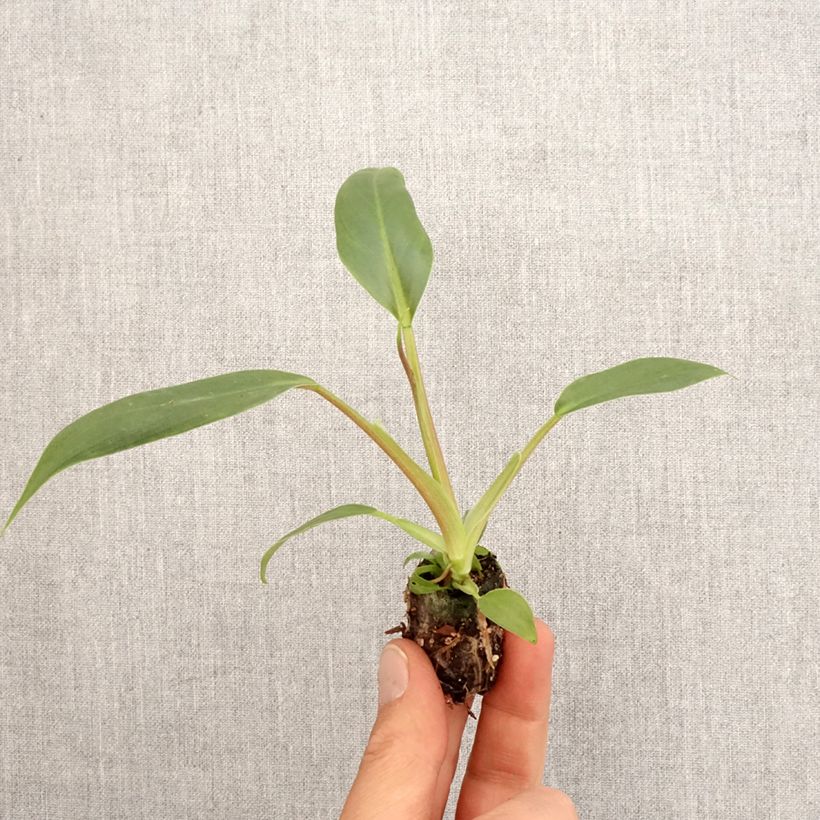 Philodendron holtonianum Trilobe Mini-motte Ø 3/4 cm Ejemplar entregado en la primavera