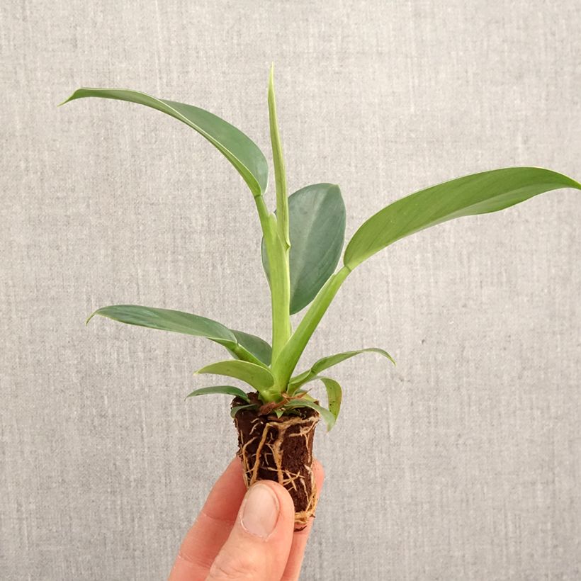 Philodendron Imperial Green - Mini-motte Ø 3/4 cm Ejemplar entregado en la primavera