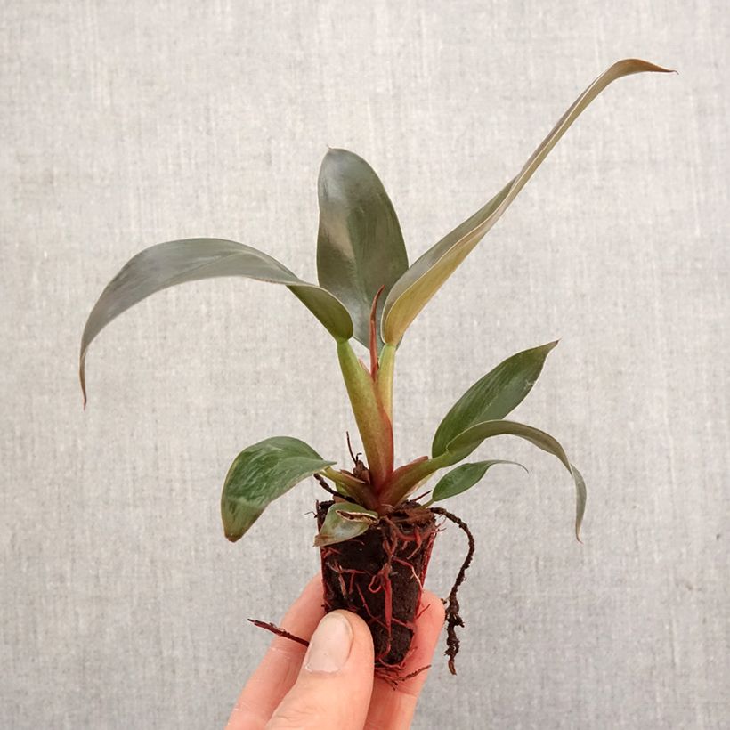 Philodendron Imperial Red - Mini-motte Ø 3/4 cm Ejemplar entregado en la primavera