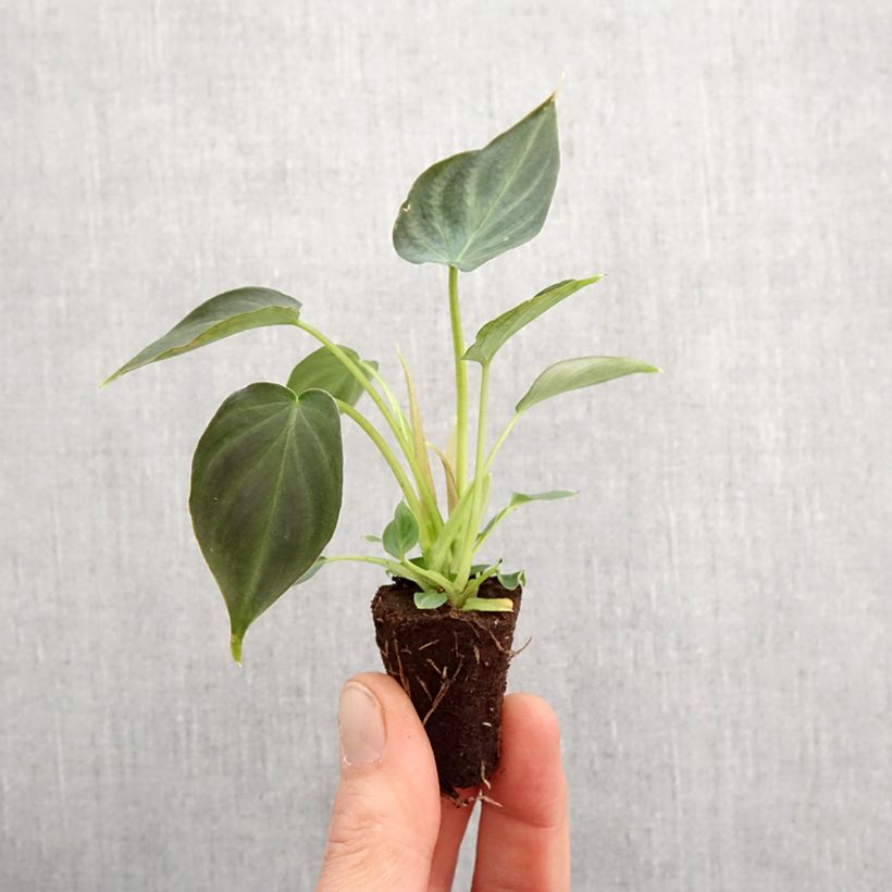 Philodendron Incensi - Mini-motte Ø 3/4 cm Ejemplar entregado en la primavera