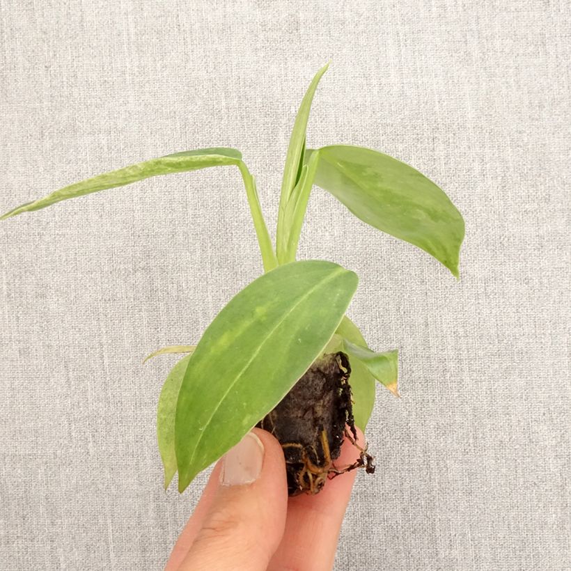 Philodendron Jose Buono - Mini-motte Ø 3/4 cm Ejemplar entregado en la primavera