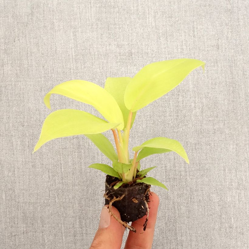 Philodendron Malay Gold - Mini-motte Ø 3/4 cm Ejemplar entregado en la primavera