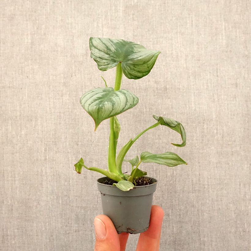 Philodendron McDowell - Filodendro Mini-plante Ejemplar entregado en la primavera
