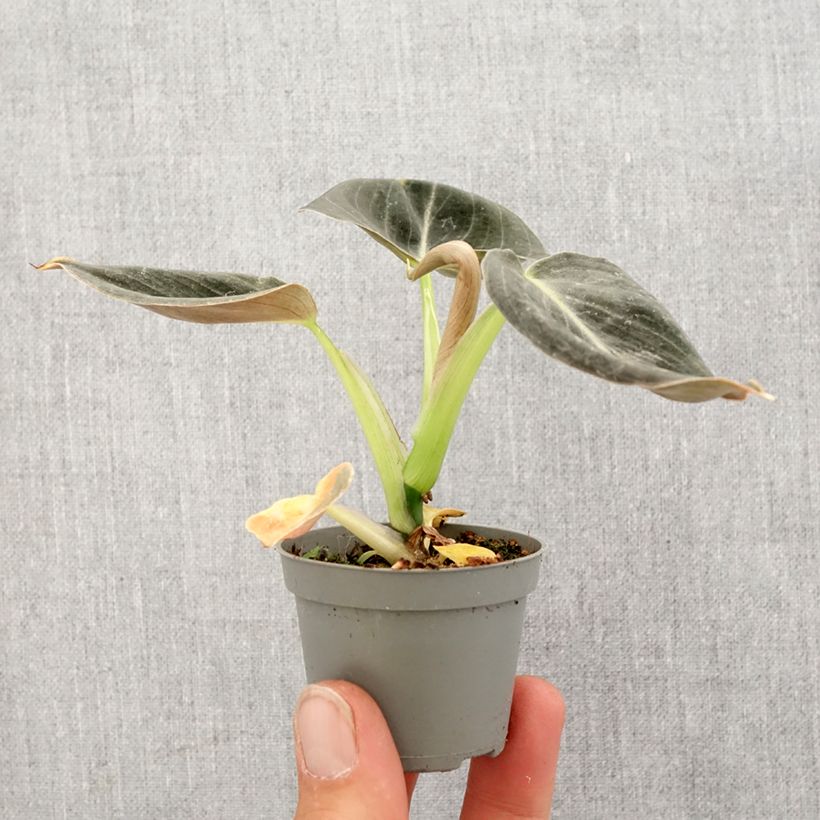 Philodendron melanochrysum - Filodendro Mini-plante Ejemplar entregado en la primavera