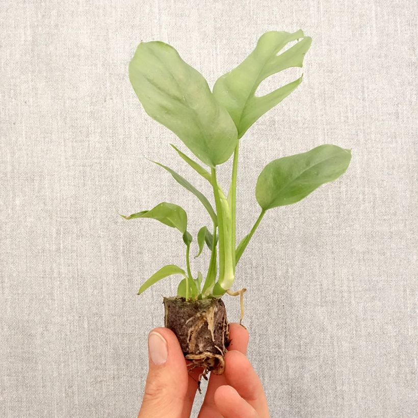 Philodendron Minima - Monstera minima Mini-motte Ø 3/4 cm Ejemplar entregado en la primavera