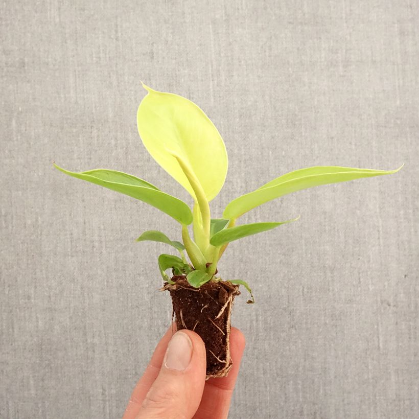 Philodendron Moonlight - Mini-motte Ø 3/4 cm Ejemplar entregado en la primavera