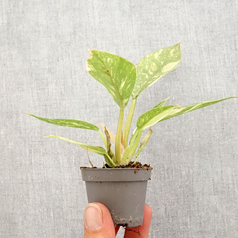 Philodendron Narrow Ring of Fire - Filodendro Mini-plante Ejemplar entregado en la primavera