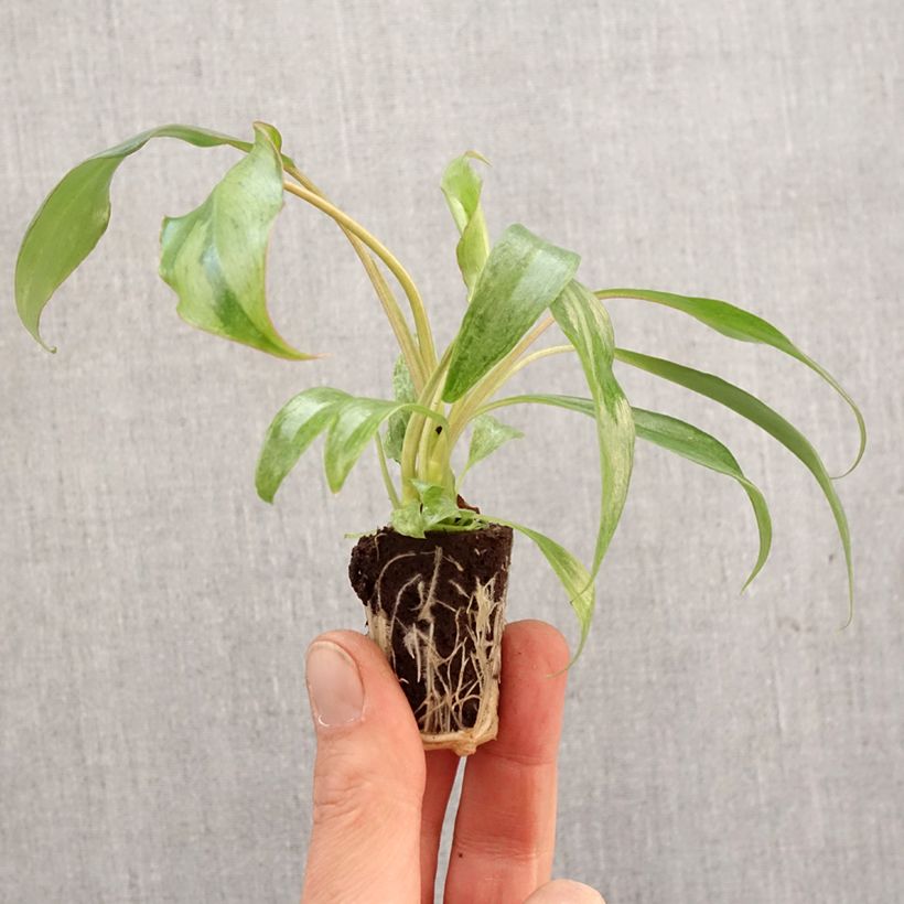 Philodendron Paraiso Verde - Mini-motte Ø 3/4 cm Ejemplar entregado en la primavera