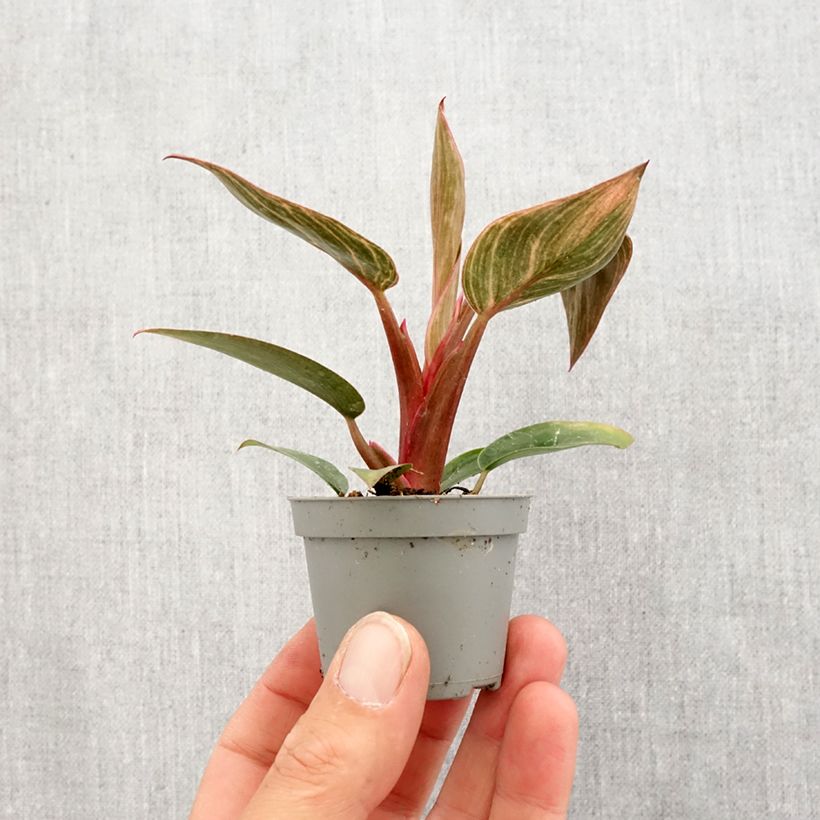 Philodendron Pink Bikini - Filodendro Mini-plante Ejemplar entregado en la primavera