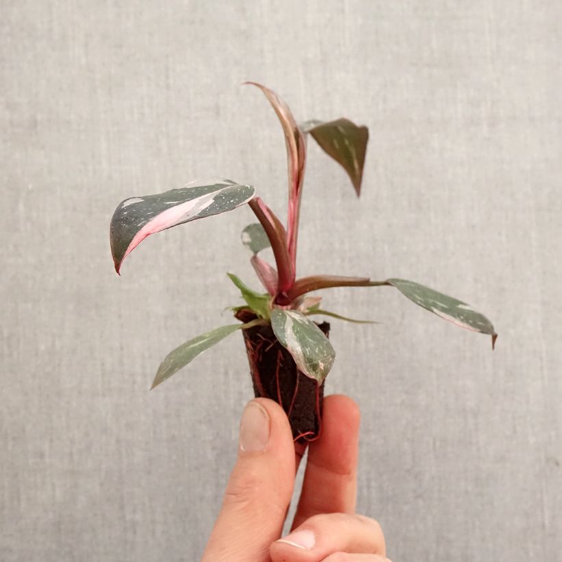 Philodendron Pink Princess - Mini-motte Ø 3/4 cm Ejemplar entregado en la primavera