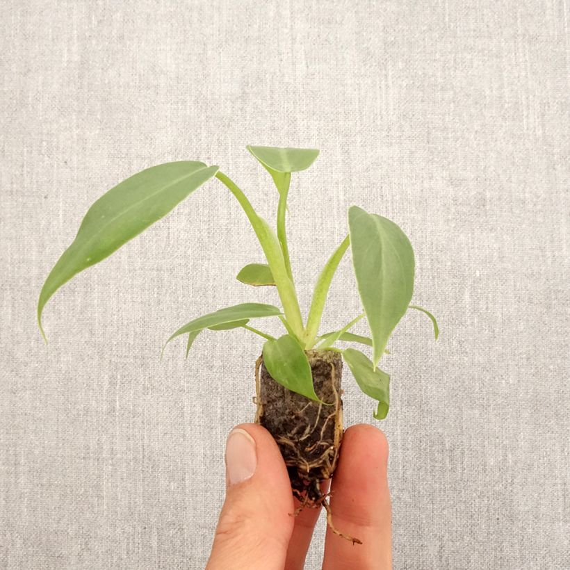 Philodendron radiatum - Mini-motte Ø 3/4 cm Ejemplar entregado en la primavera