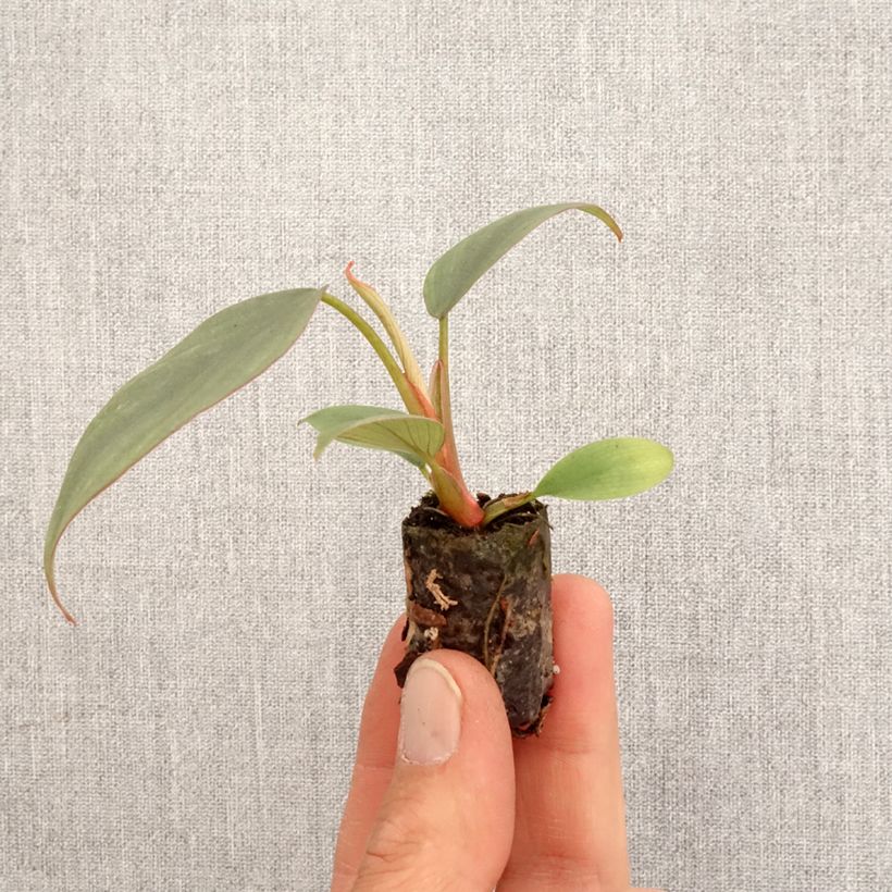 Philodendron Red Heart - Mini-motte Ø 3/4 cm Ejemplar entregado en la primavera