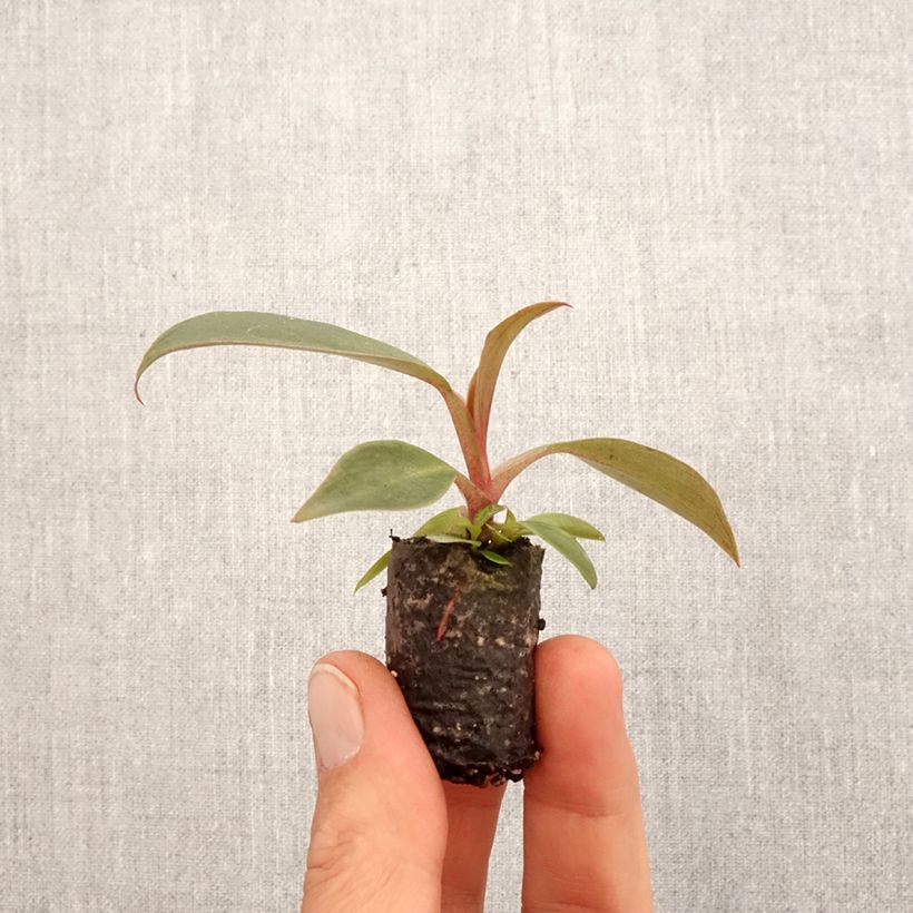 Philodendron Royal Queen - Motte 5 cm x 7 cm Ejemplar entregado en la primavera