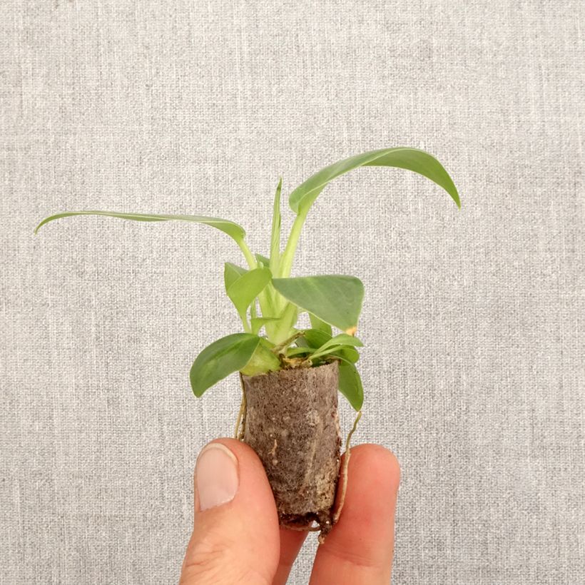 Philodendron rugosum Aberrant Mini-motte Ø 3/4 cm Ejemplar entregado en la primavera