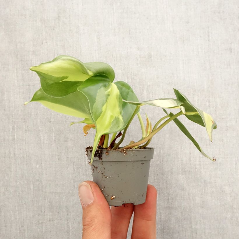 Philodendron scandens Brasil - Filodendro Mini-plante Ejemplar entregado en la primavera