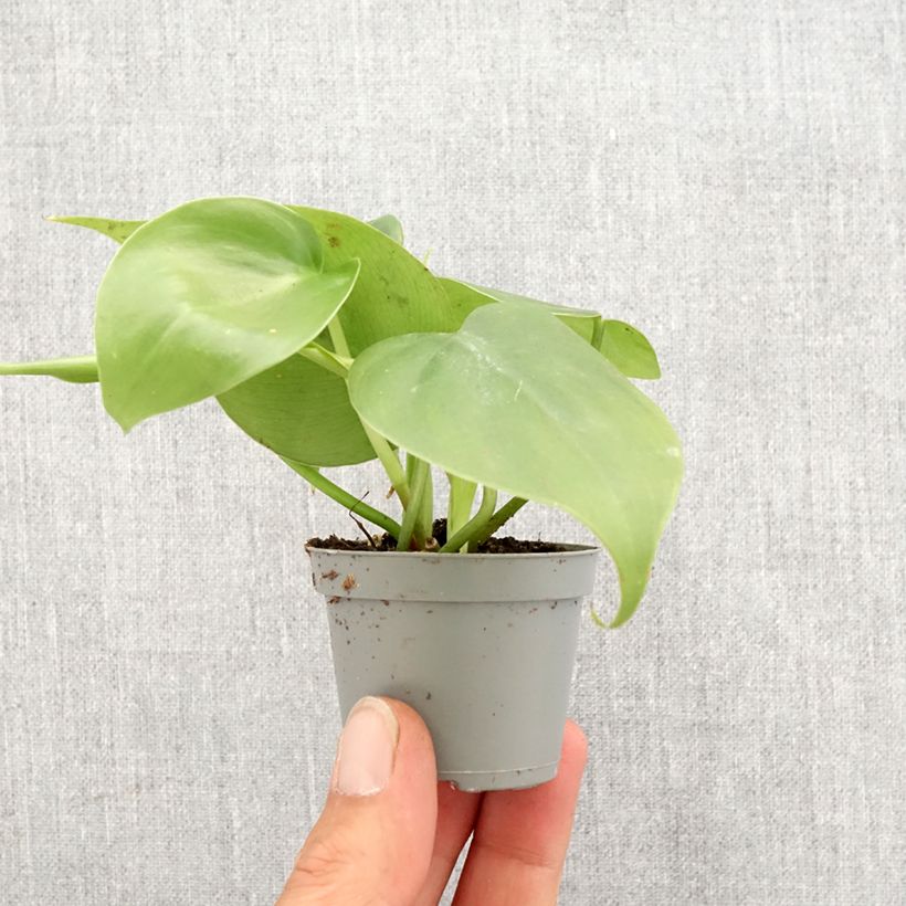 Philodendron scandens - Filodendro Mini-plante Ejemplar entregado en la primavera