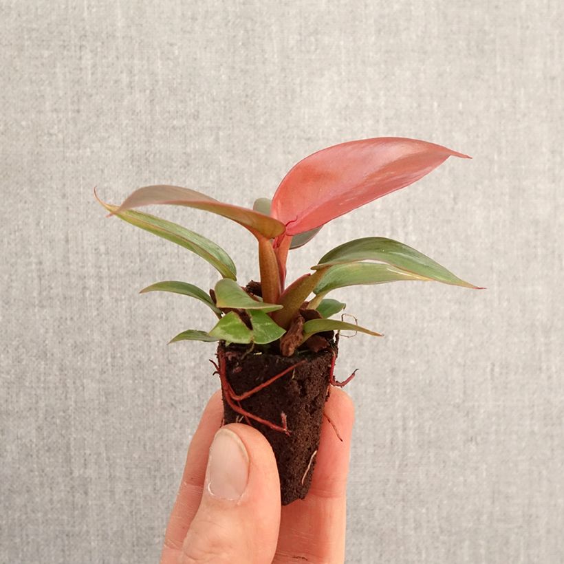 Philodendron Sun Red - Mini-motte Ø 3/4 cm Ejemplar entregado en la primavera