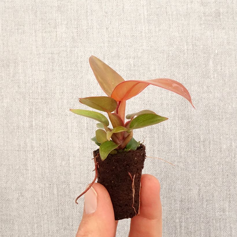 Philodendron Sunlight - Mini-motte Ø 3/4 cm Ejemplar entregado en la primavera