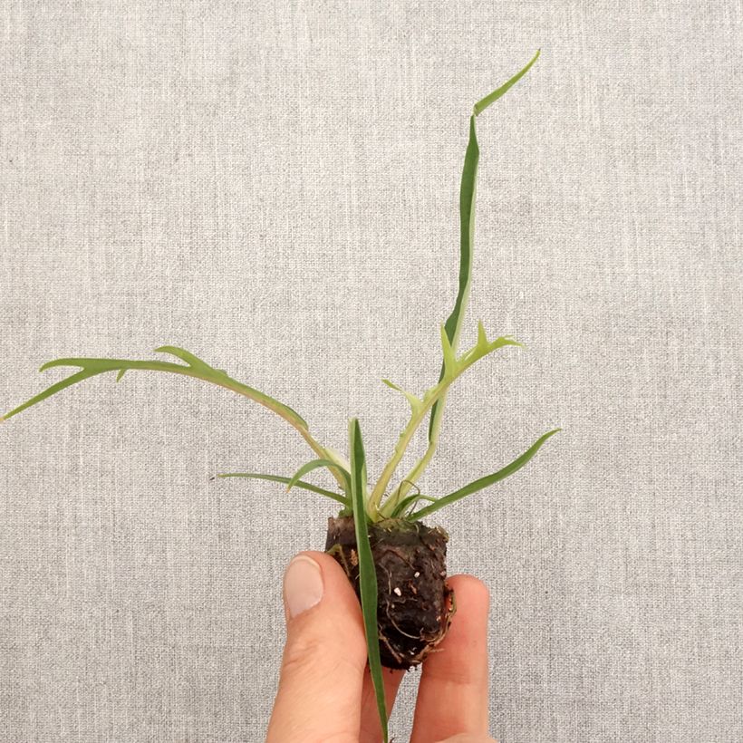 Philodendron tortum - Mini-motte Ø 3/4 cm Ejemplar entregado en la primavera
