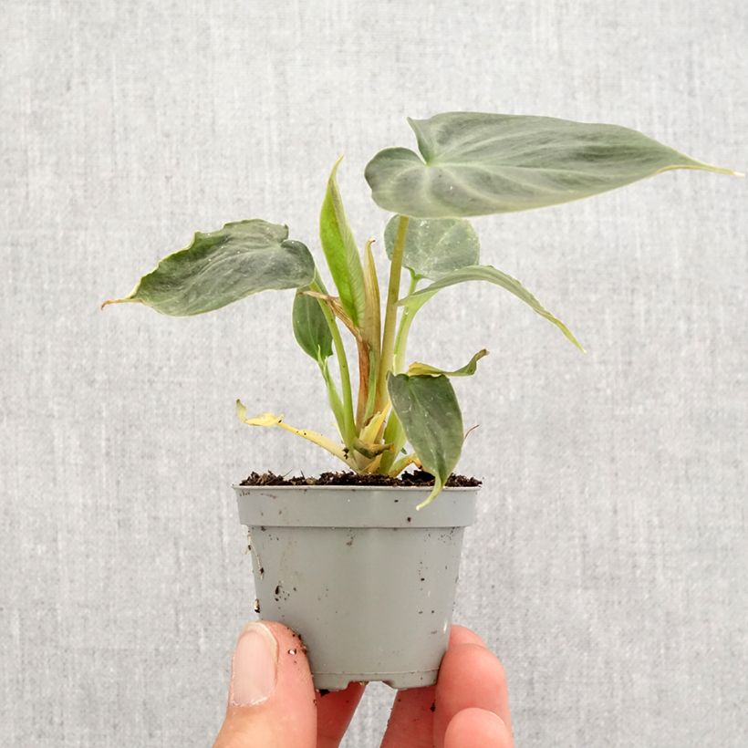 Philodendron verrucosum - Filodendro Mini-plante Ejemplar entregado en la primavera