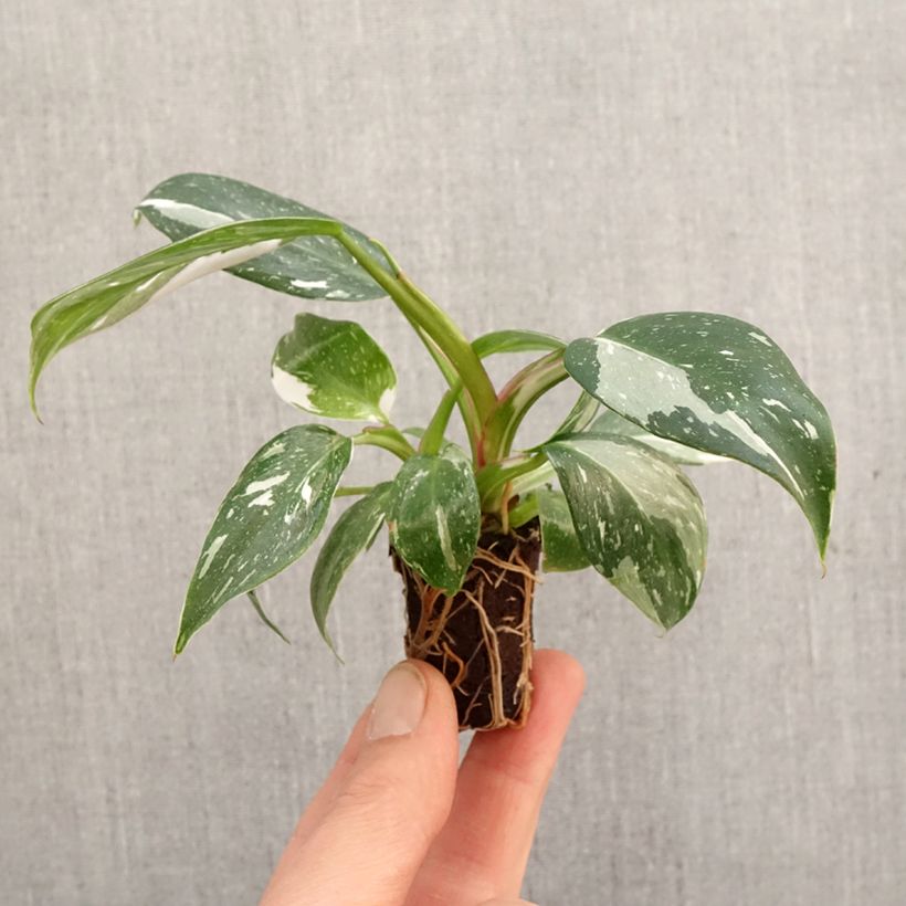 Philodendron White Princess - Mini-motte Ø 3/4 cm Ejemplar entregado en la primavera