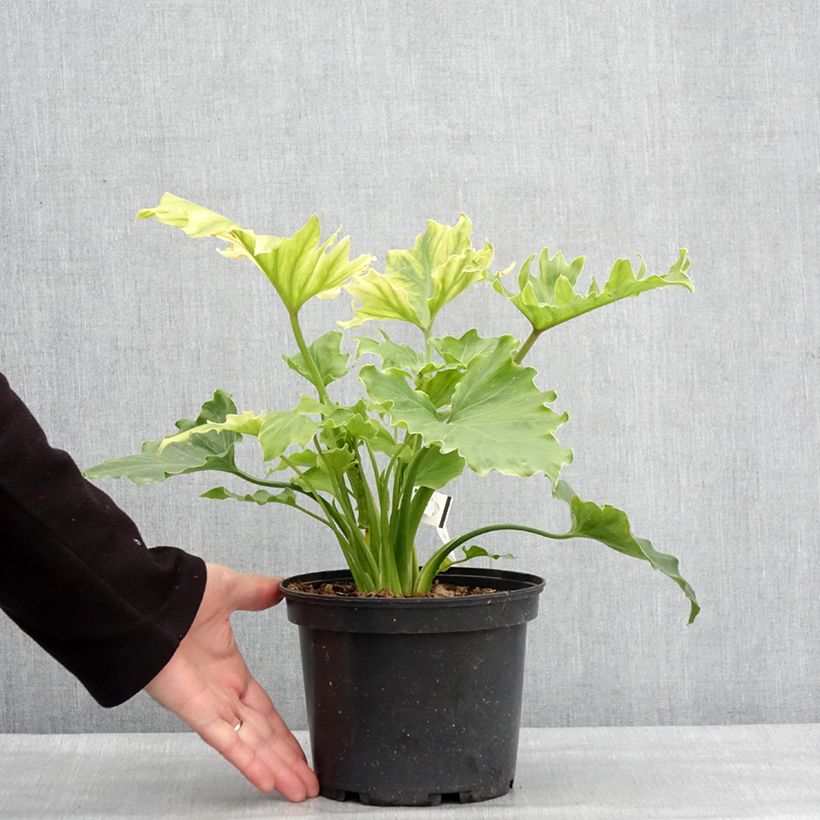 Philodendron xanadu Hope Maceta 2L/3L Ejemplar entregado en invierno