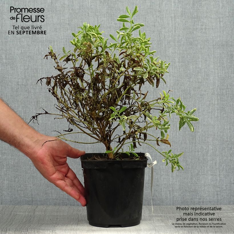 Ejemplar de Eriostemon myoporoides Gold Touch Maceta 3L/4L entregado en otoño