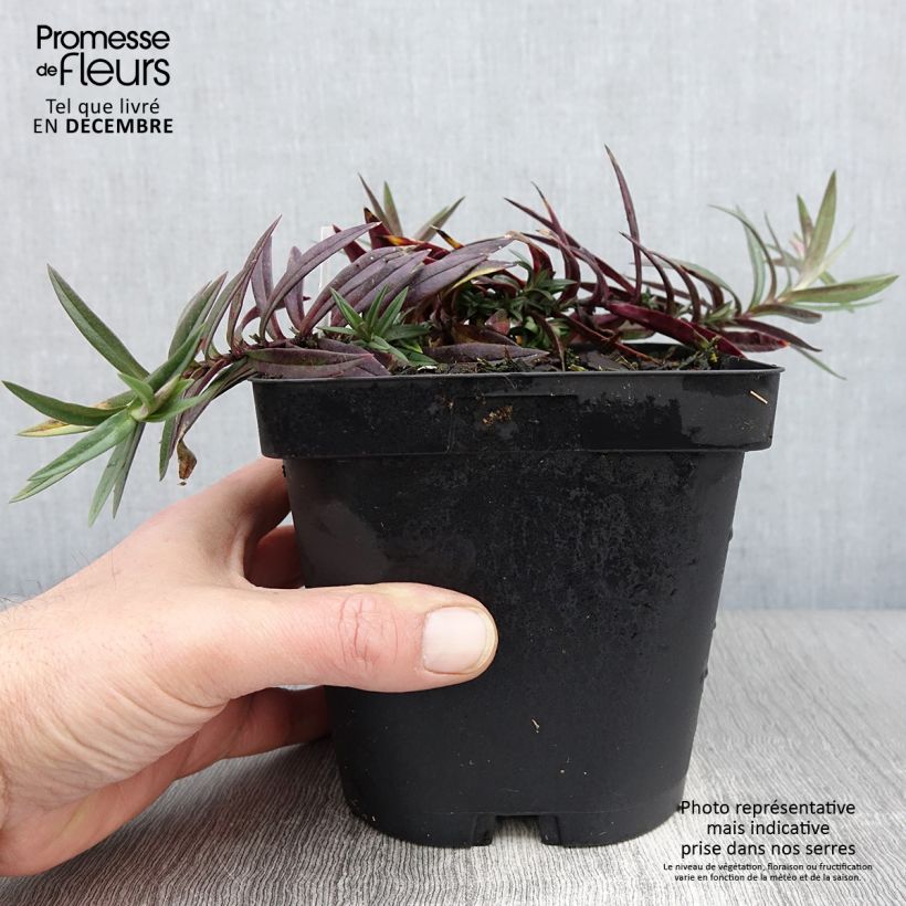 Ejemplar de Phlox divaricata Chattahoochee Maceta 2L/3L entregado en otoño