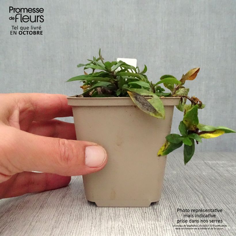 Ejemplar de Phlox divaricata Dirigo Ice Maceta de 8/9 cm entregado en otoño