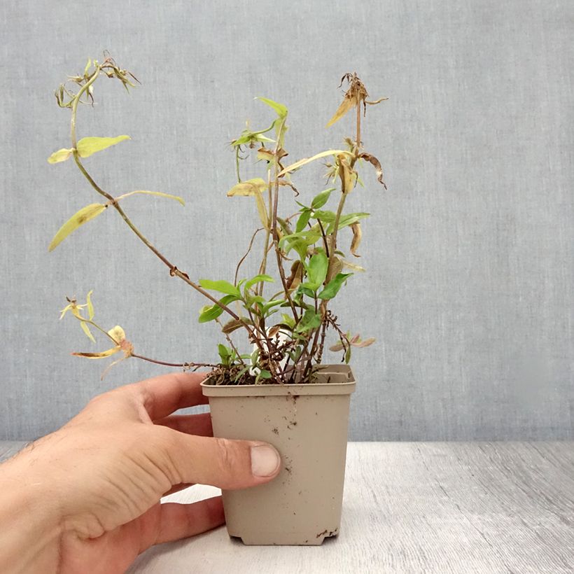 Ejemplar de Phlox divaricata Dirigo Ice Godet de 9cm entregado en verano