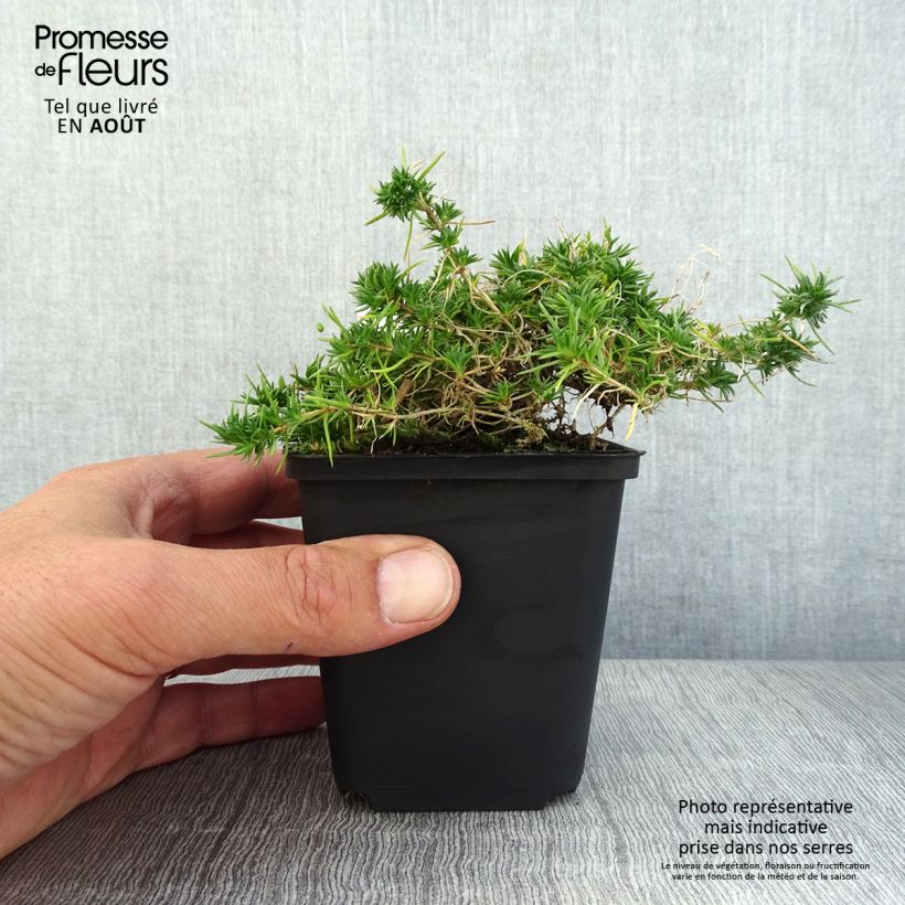 Ejemplar de Phlox douglasii Crackerjack Maceta de 8/9 cm entregado en verano