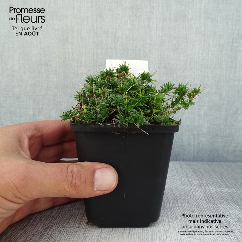 Ejemplar de Phlox douglasii Ochsenblut - Phlox mousse - Godet de 8/9 cm entregado en verano