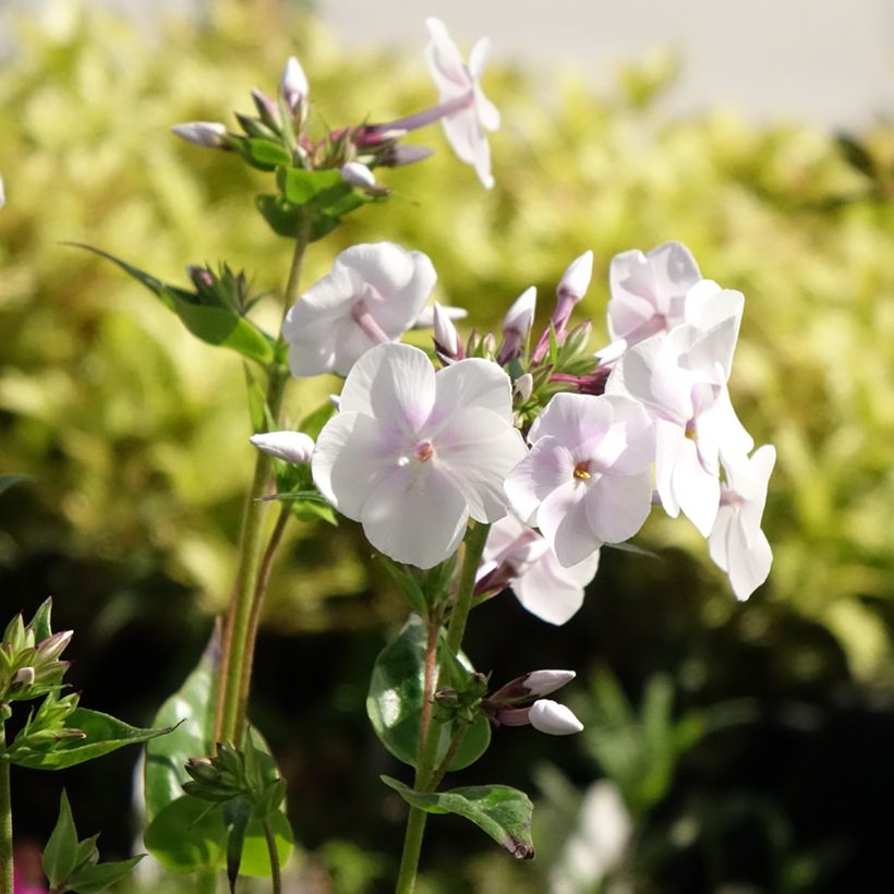Phlox paniculata Fashionably Early Crystal (Floración)