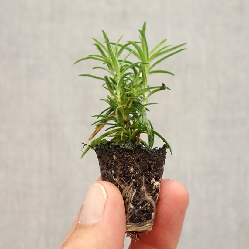 Ejemplar de Phlox subulata Amazing Grace - Flox musgoso minicepellón: Ø 1,5/2,5 cm entregado en otoño