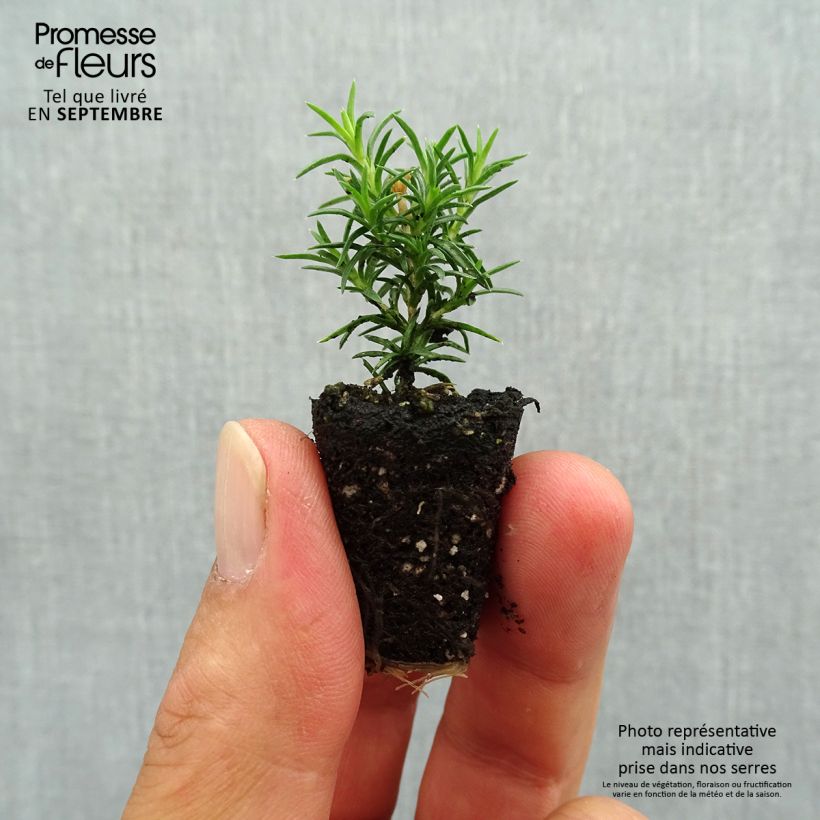 Ejemplar de Phlox subulata Candy Stripes - Flox musgoso minicepellón: Ø 3/4 cm entregado en otoño