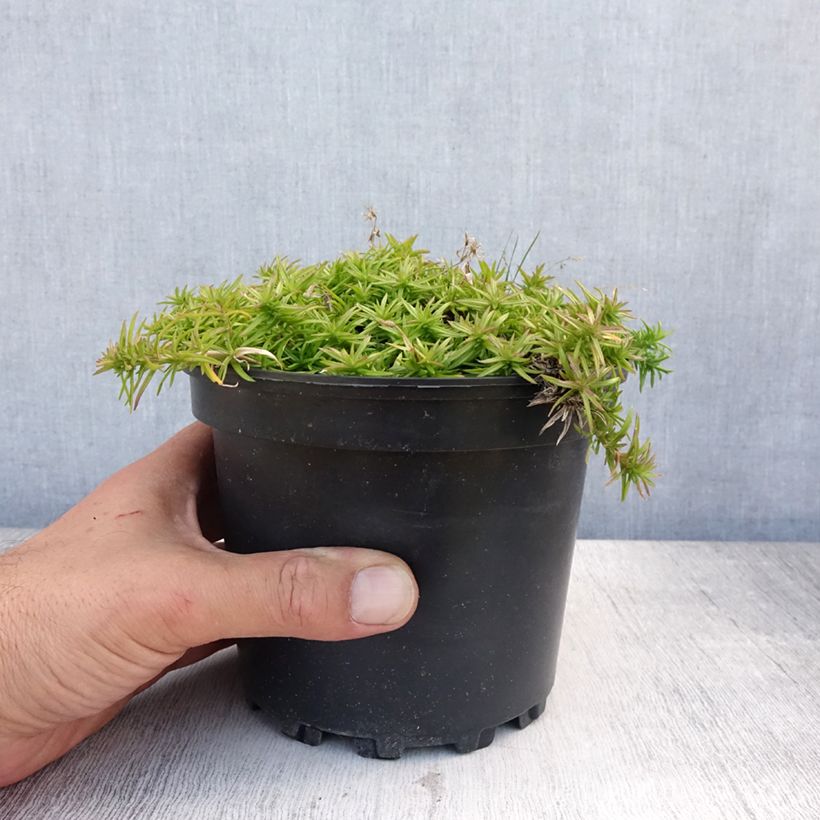 Ejemplar de Phlox subulata Moerheimii - Flox musgoso Maceta 2L/3L entregado en verano