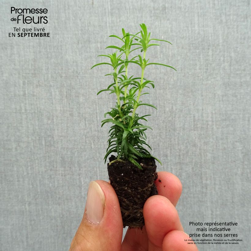 Ejemplar de Phlox subulata White Delight - Flox musgoso minicepellón: Ø 3/4 cm entregado en otoño
