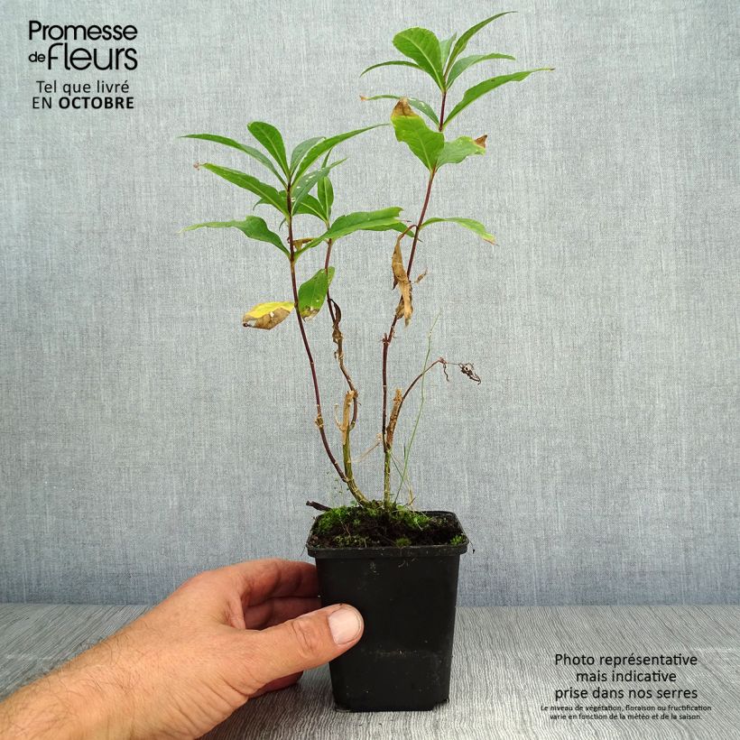 Ejemplar de Phlox paniculata Amethyst Maceta de 8/9 cm entregado en otoño