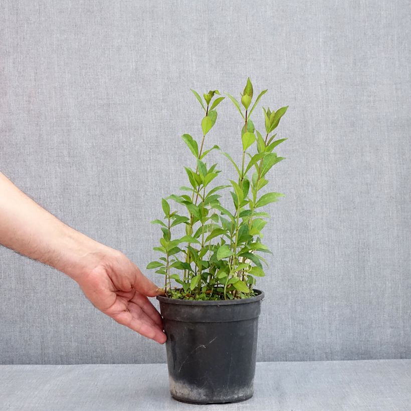Phlox paniculata Aureole - Pot de 2L/3L Ejemplar entregado en la primavera
