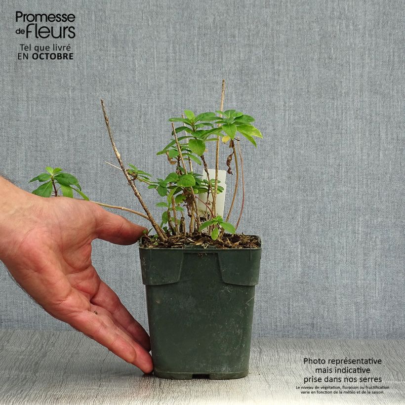 Ejemplar de Phlox paniculata Bambini Candy Crush Maceta de 10 cm/11 cm entregado en otoño